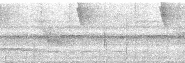 Variegated Tinamou - ML58763