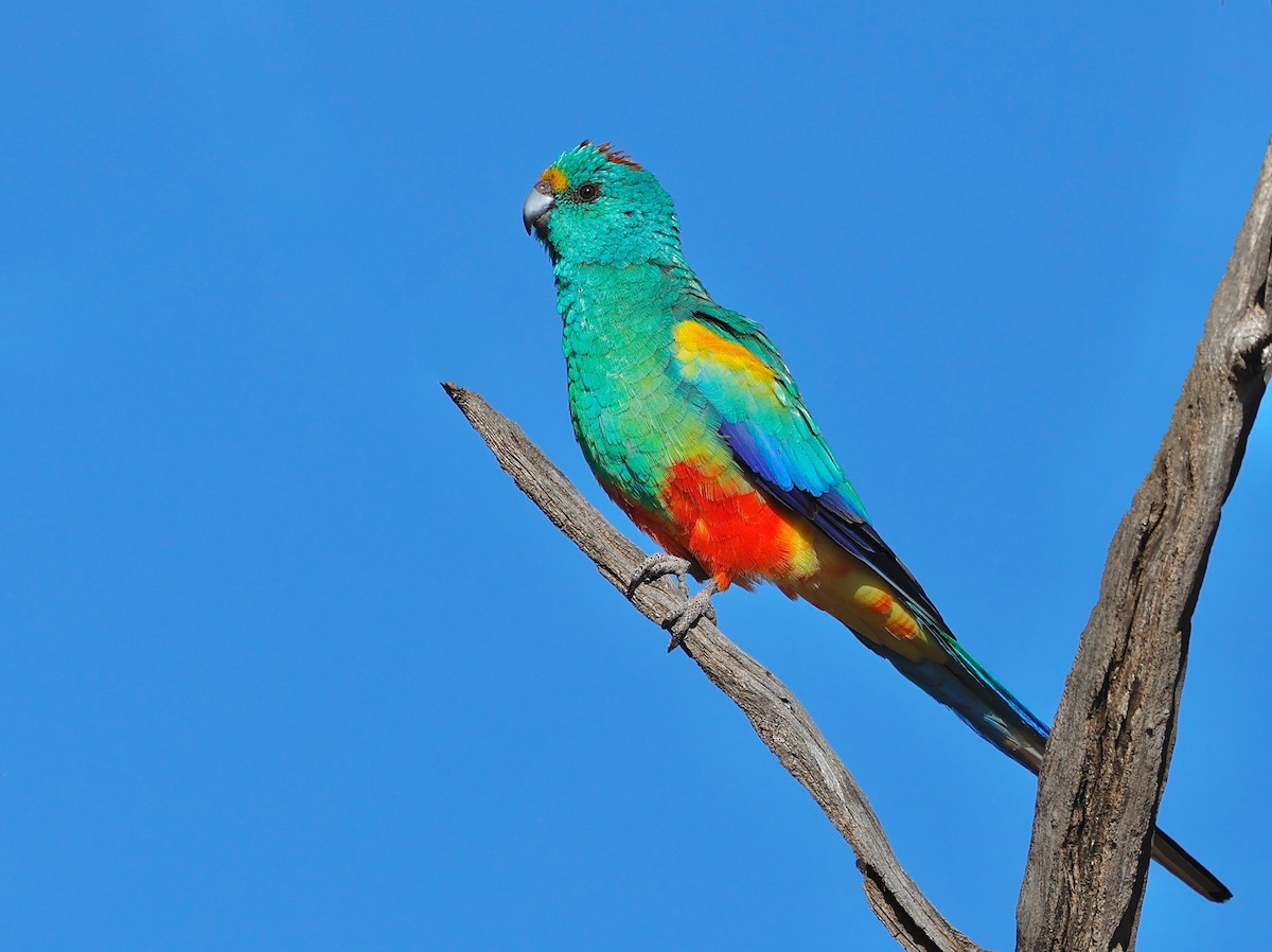 Папужка різнобарвний - ML587630351