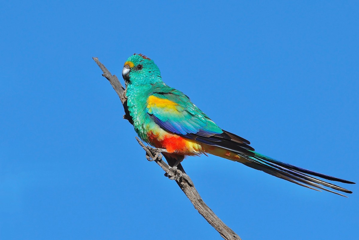Папужка різнобарвний - ML587633601