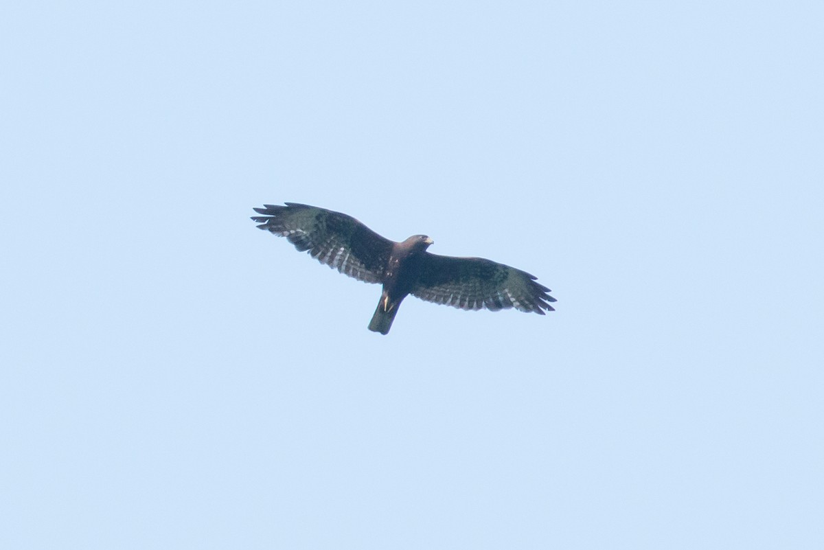 Short-tailed Hawk - Patrick Van Thull