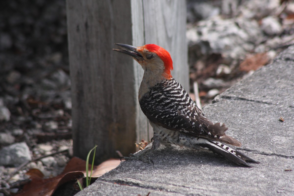 Red-bellied Woodpecker - ML587635491