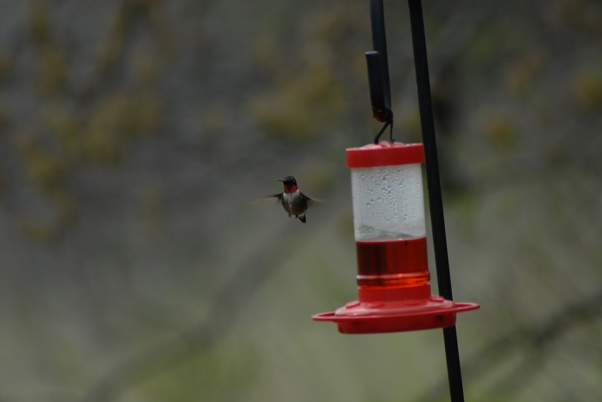 Ruby-throated Hummingbird - Ethan Urban