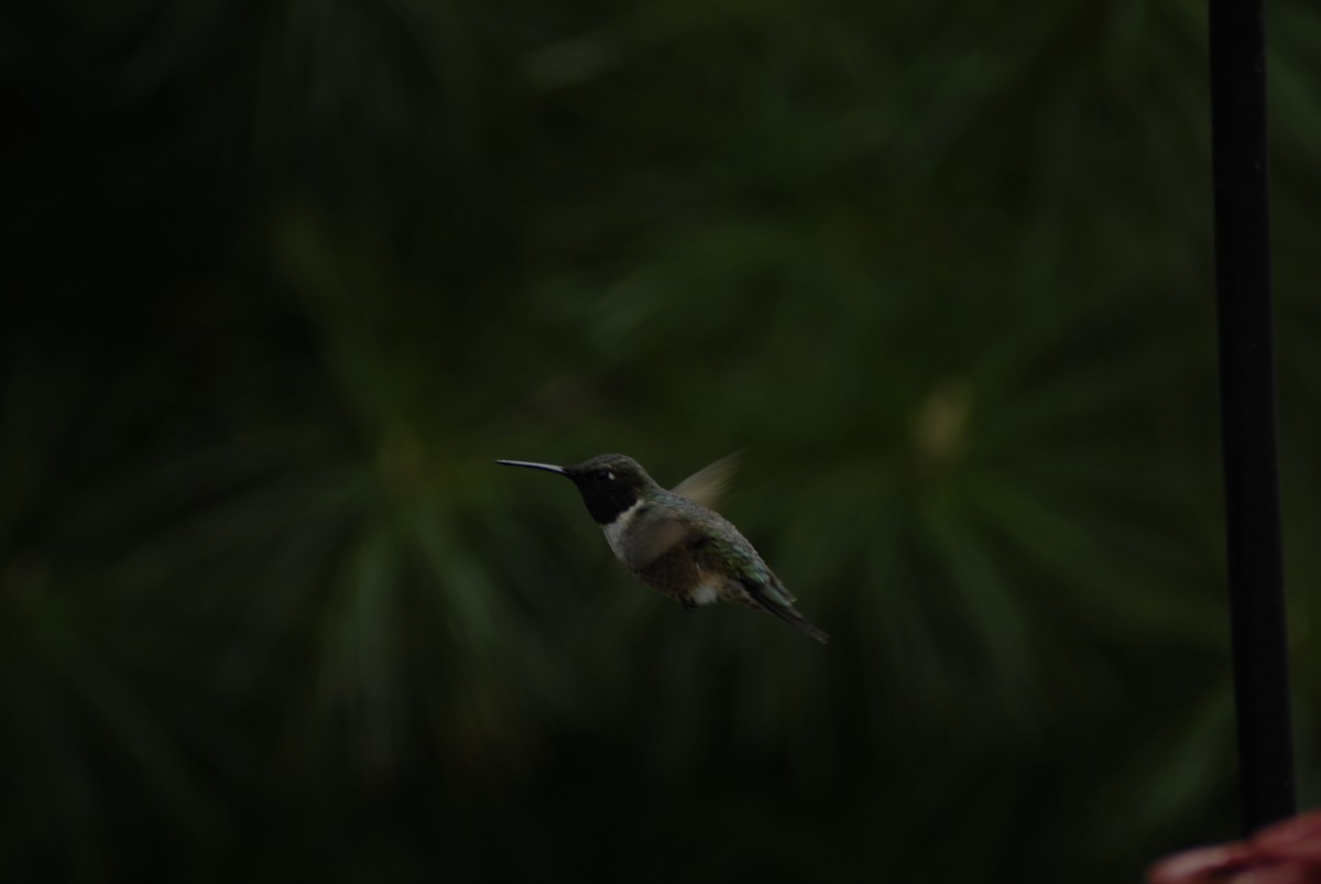 Ruby-throated Hummingbird - Ethan Urban