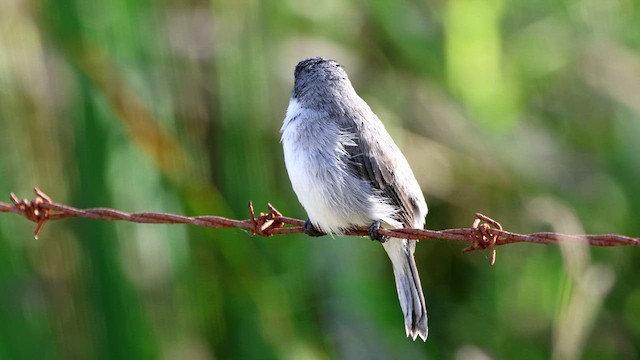 White-bellied Seedeater - ML587641611