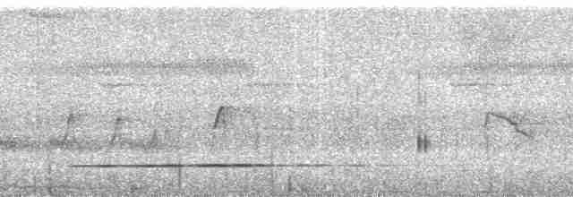 Variegated Tinamou - ML58765