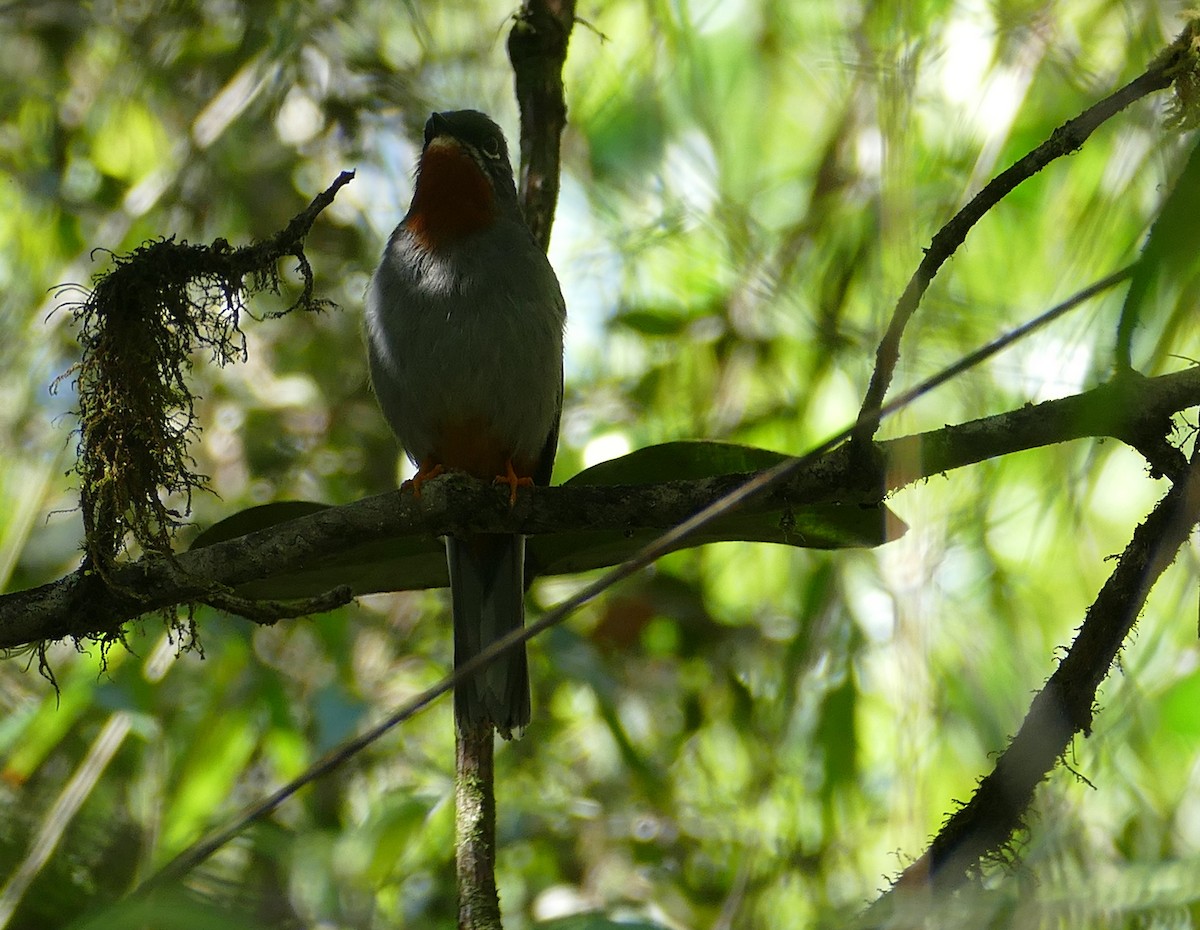 Rufous-throated Solitaire - ML587650791