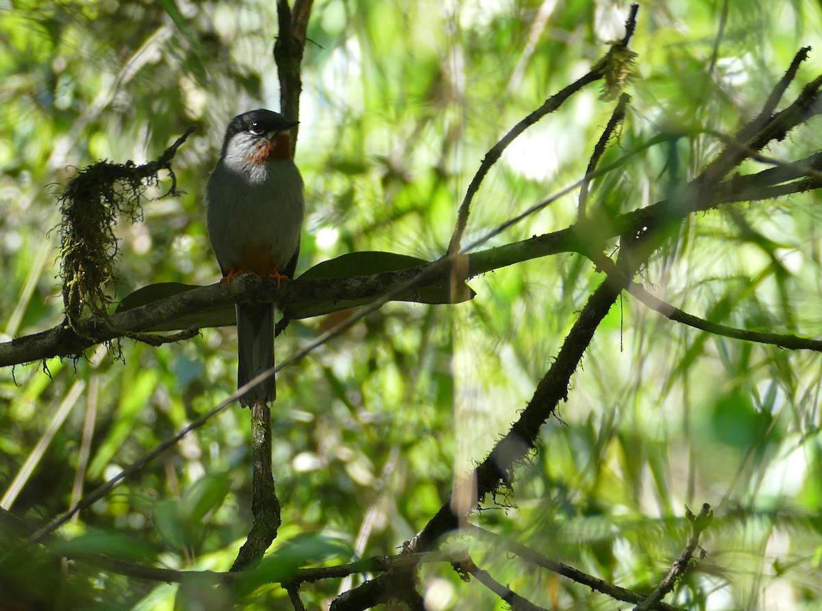 Rufous-throated Solitaire - ML587650811