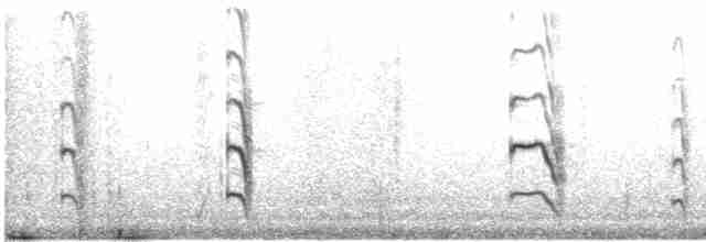 アジサシ（longipennis） - ML587651241