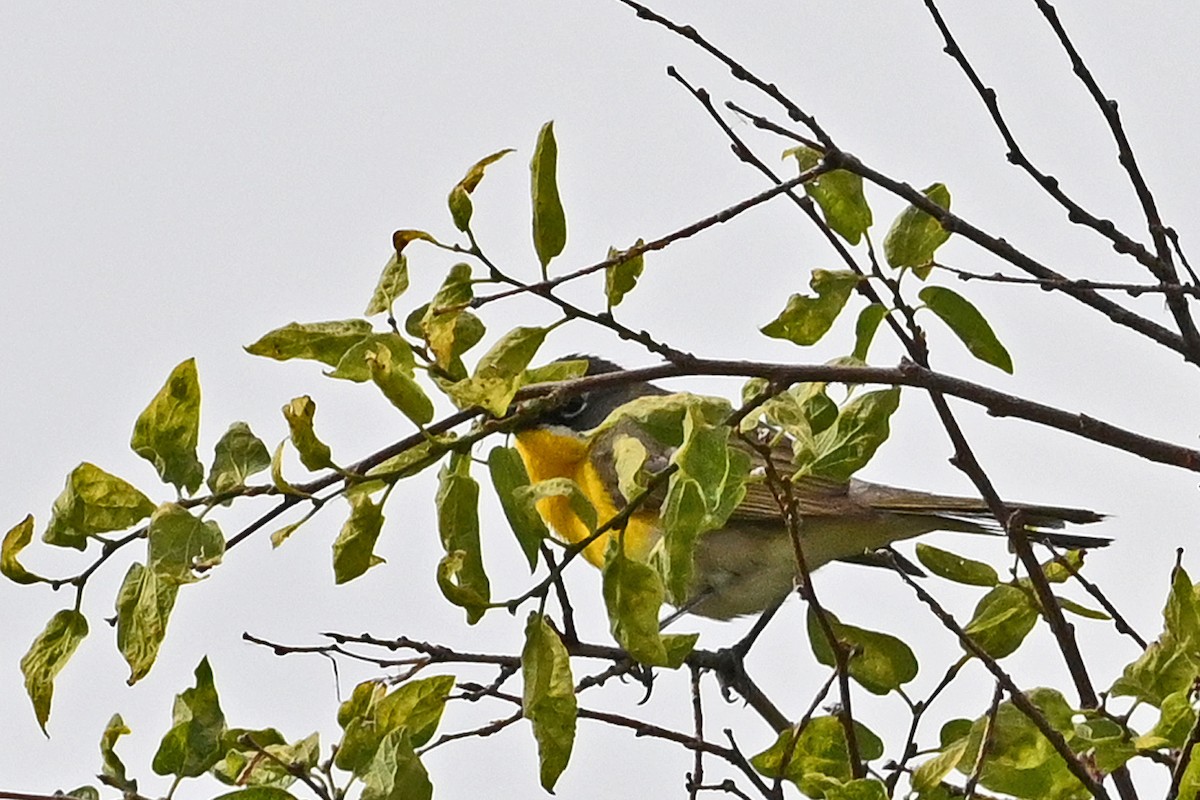 Yellow-breasted Chat - ML587651301