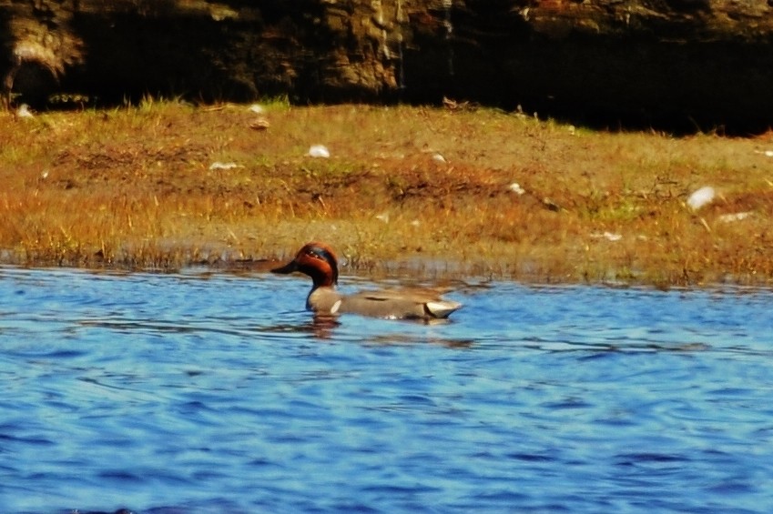 Green-winged Teal - Rick Beaudon