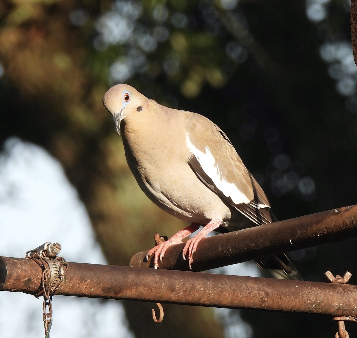 White-winged Dove - ML587654571