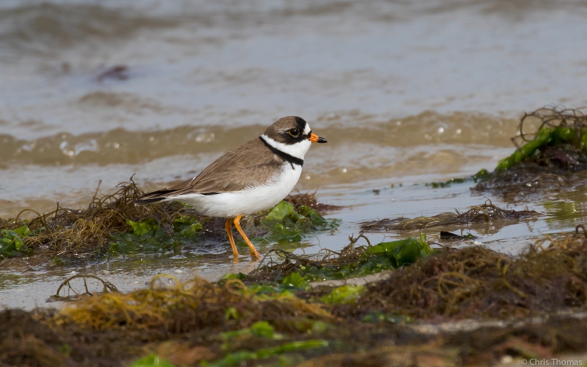 Semipalmated Plover - ML58765531