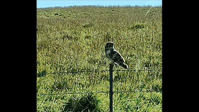 Short-eared Owl (Hawaiian) - ML587656331