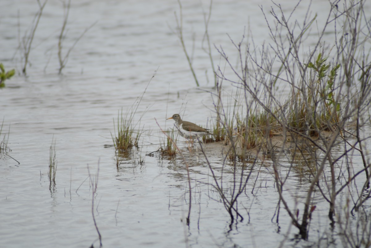 Spotted Sandpiper - Ethan Urban