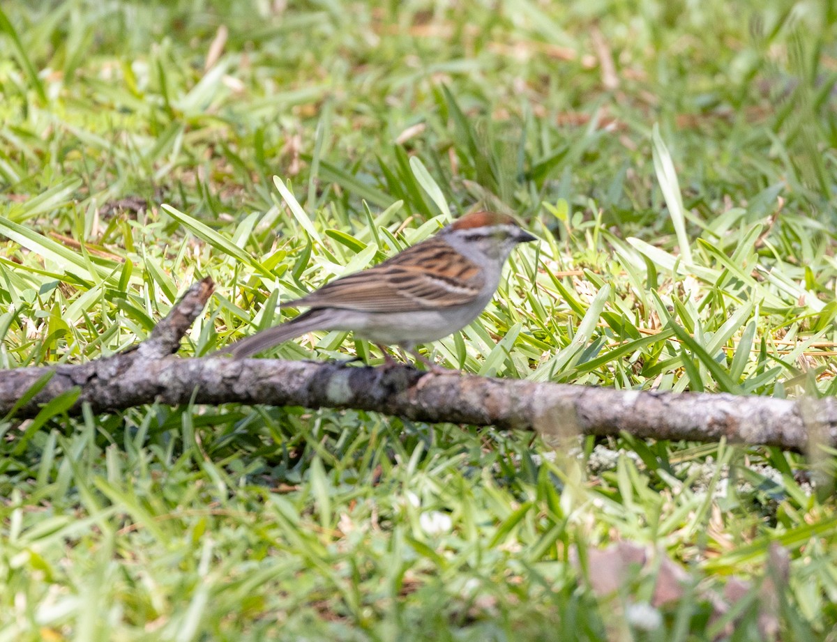 Chipping Sparrow - ML587657821