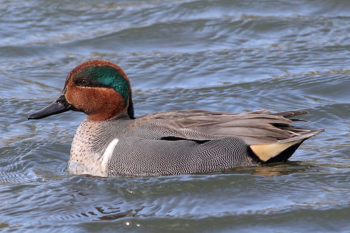 Green-winged Teal - Mark Syvertson
