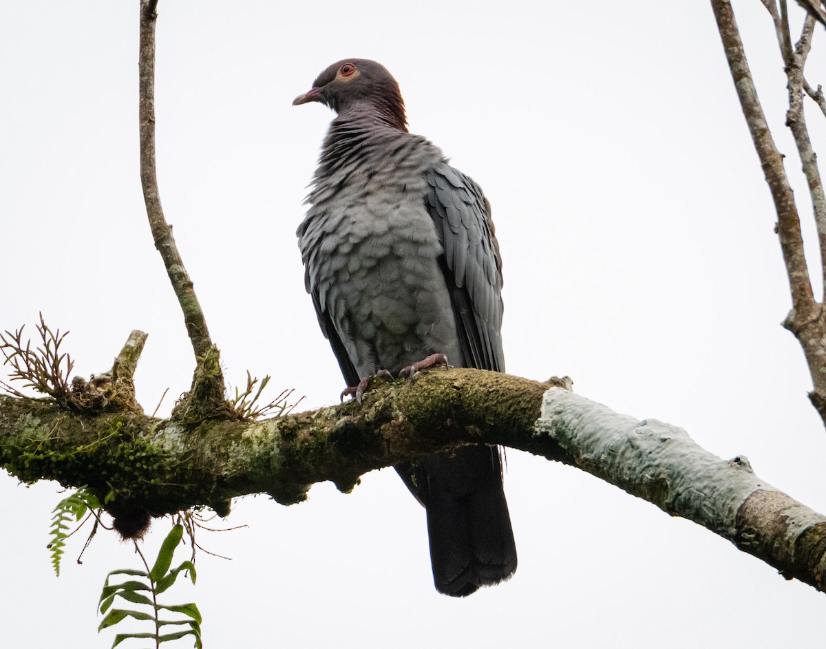 Scaly-naped Pigeon - ML587659731