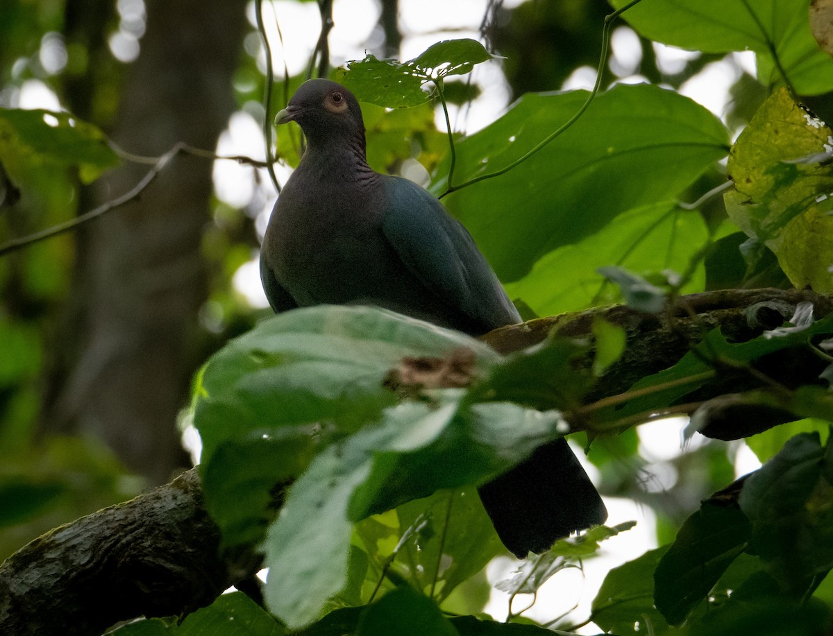Scaly-naped Pigeon - ML587659741
