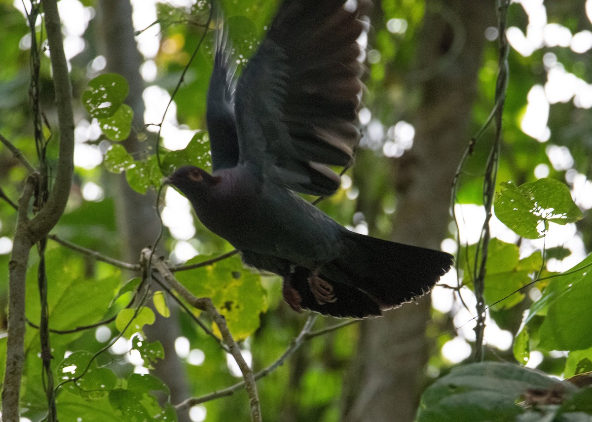 Scaly-naped Pigeon - ML587659751