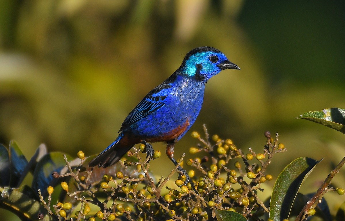 Opal-rumped Tanager - ML587660651