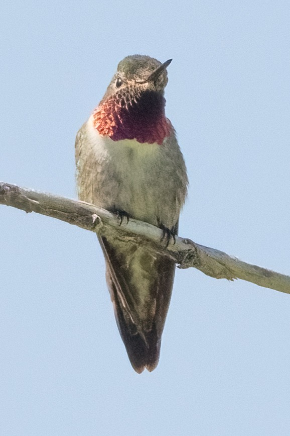 Broad-tailed Hummingbird - John Salisbury