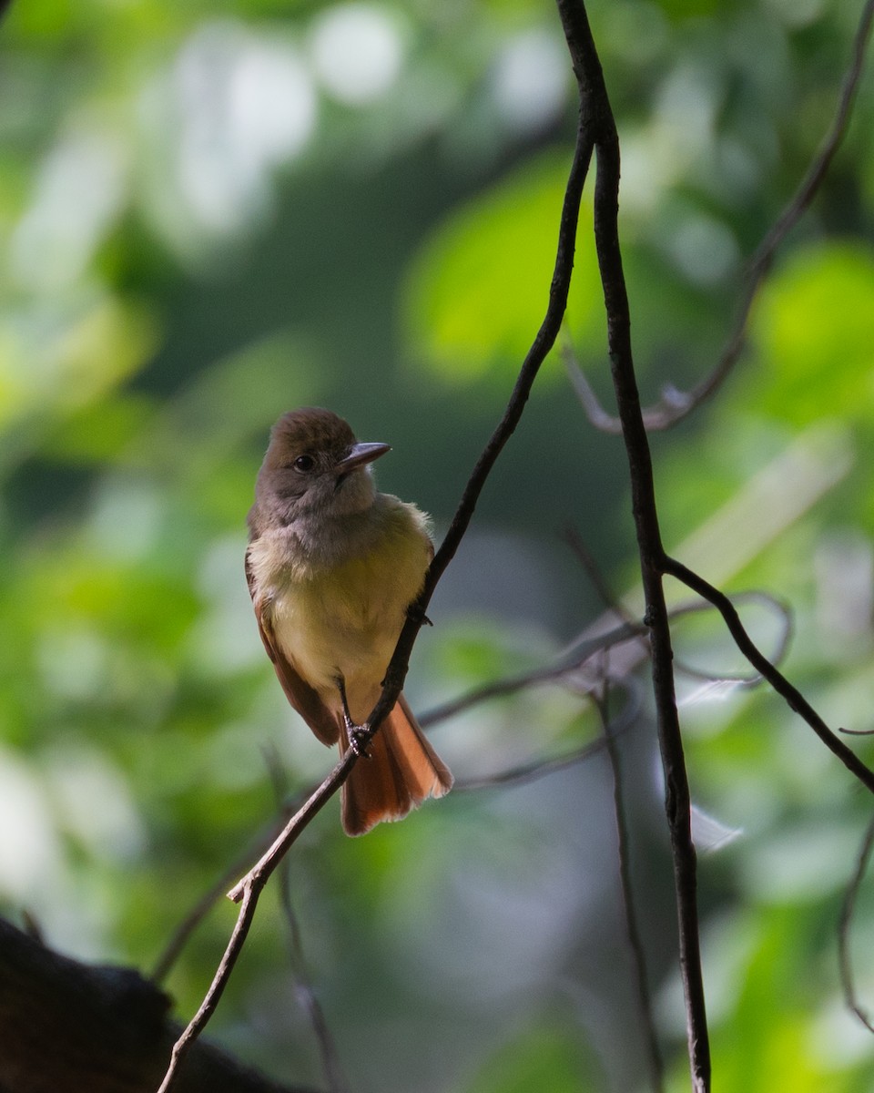 Great Crested Flycatcher - ML587665241