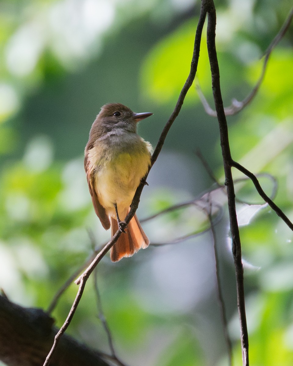 Great Crested Flycatcher - ML587665251