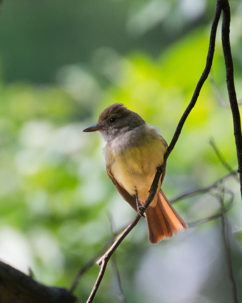 Great Crested Flycatcher - ML587665261