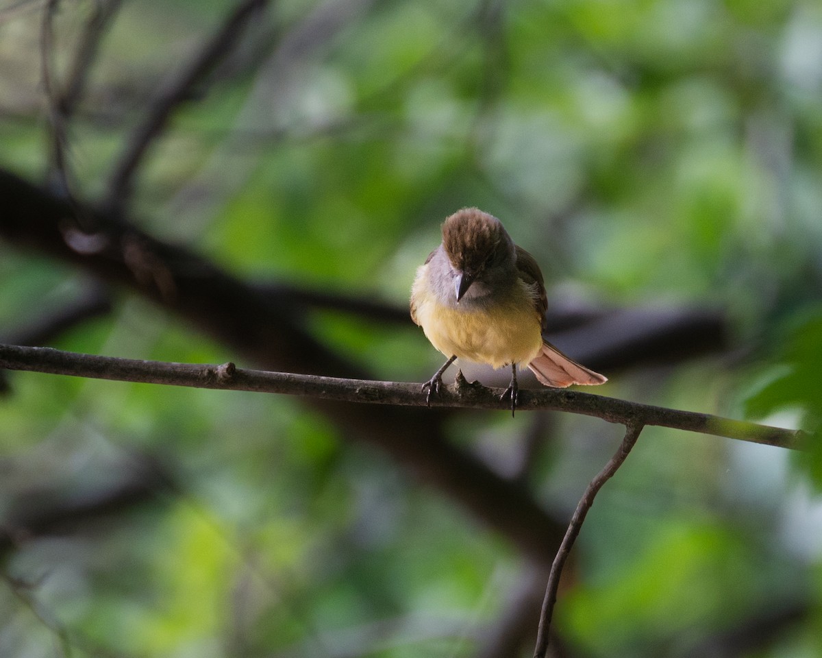 Great Crested Flycatcher - ML587665281