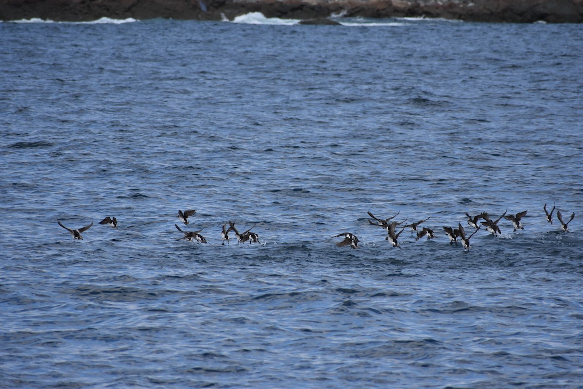 Long-tailed Duck - ML58766731