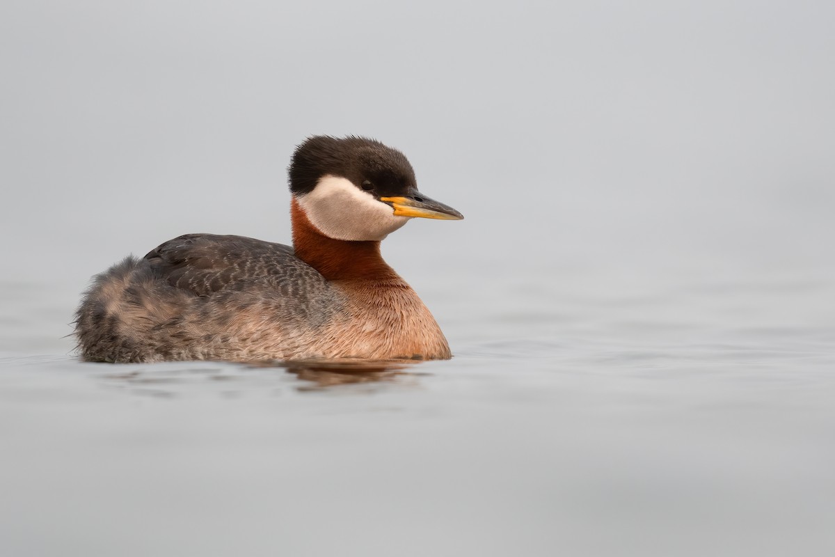 Red-necked Grebe - ML587669141