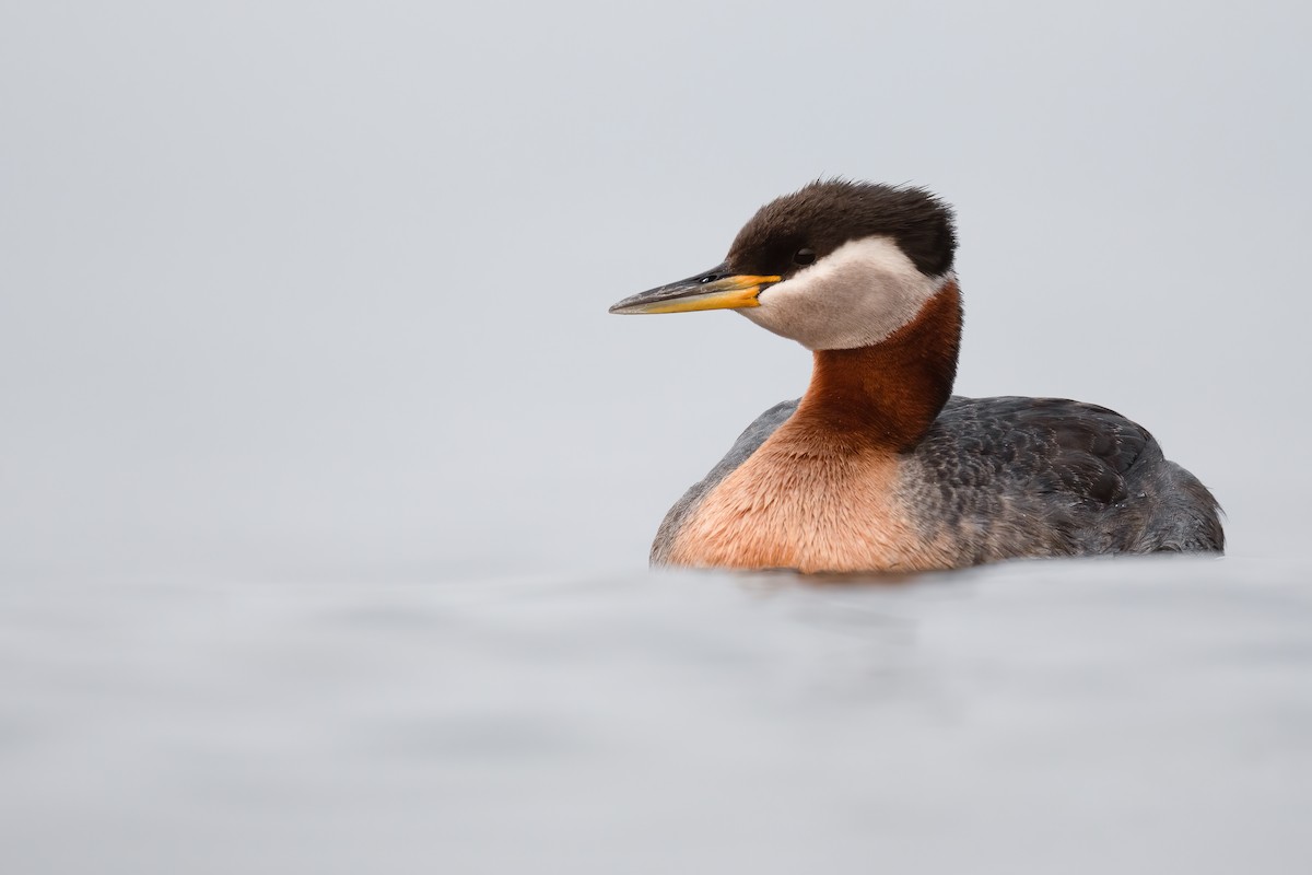 Red-necked Grebe - ML587669161