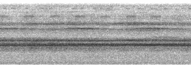 Barred Tinamou - ML58767