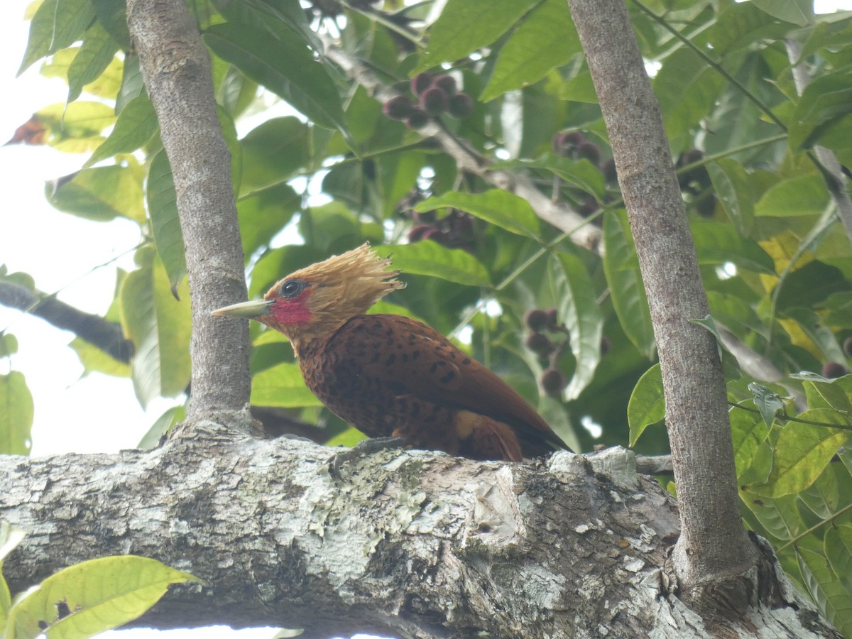 Chestnut-colored Woodpecker - ML587670421