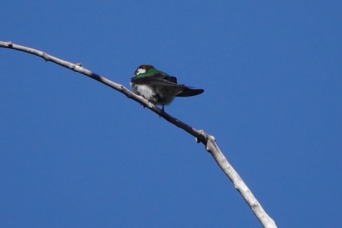 Violet-green Swallow - ML587672441