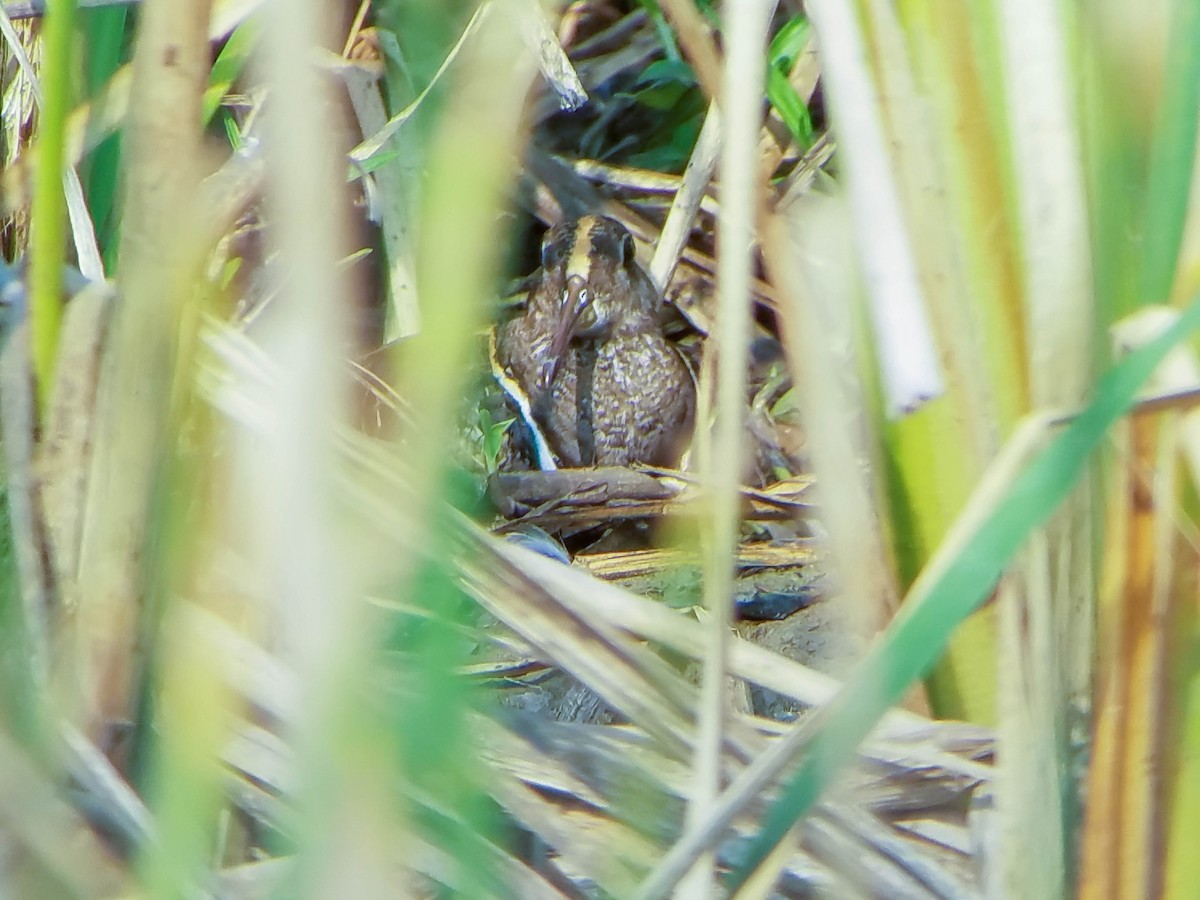 Greater Painted-Snipe - ML587673751