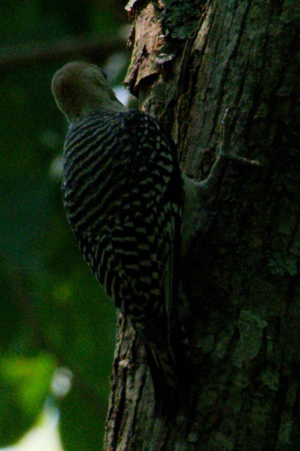 Red-bellied Woodpecker - ML587677351