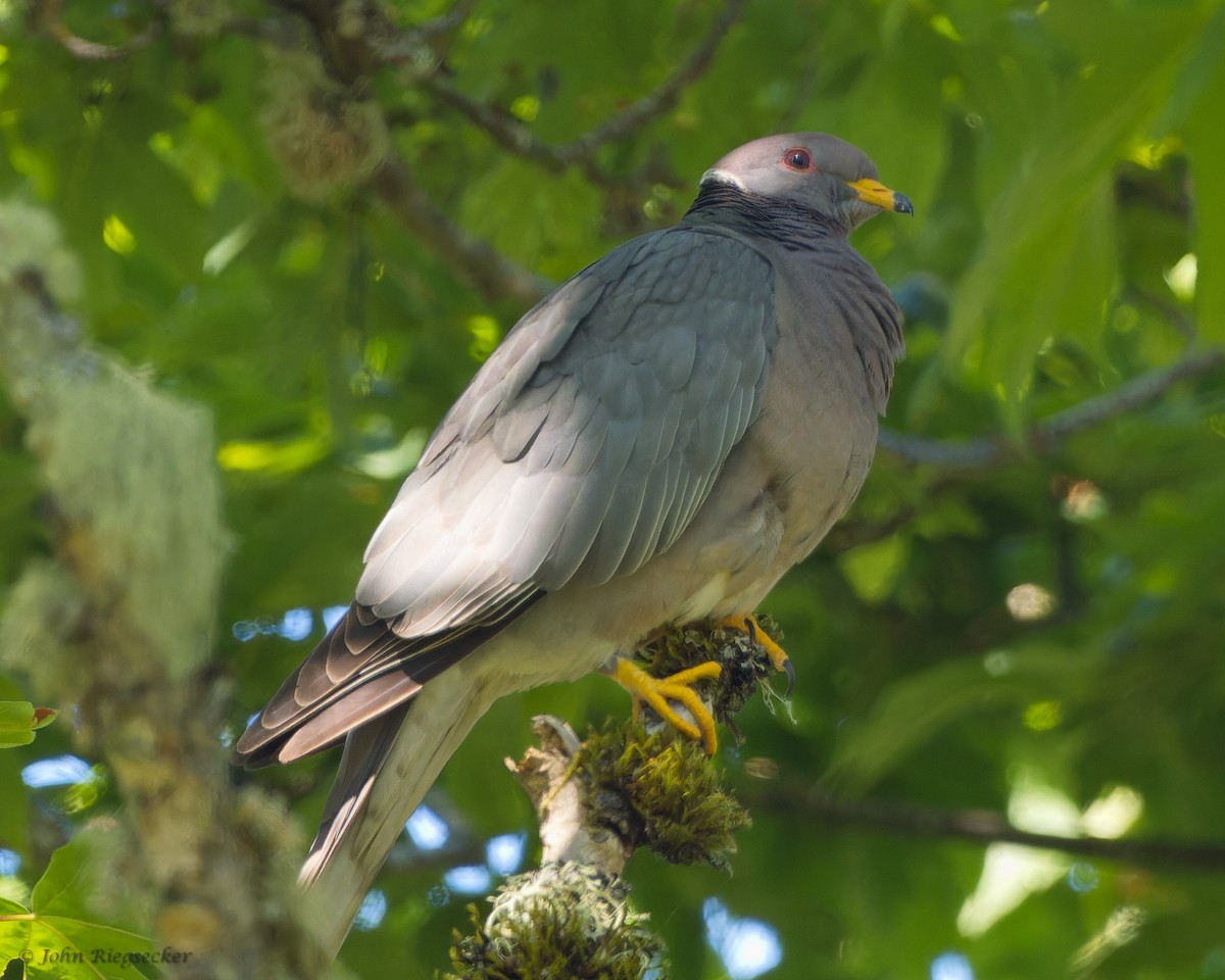 Band-tailed Pigeon - ML587677471