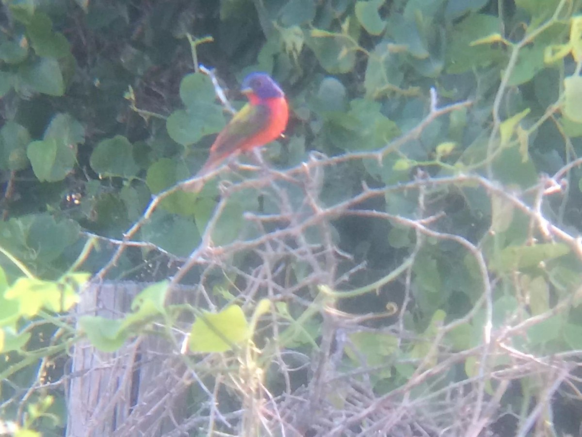 Painted Bunting - ML587678501