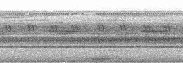 Barred Tinamou - ML58768