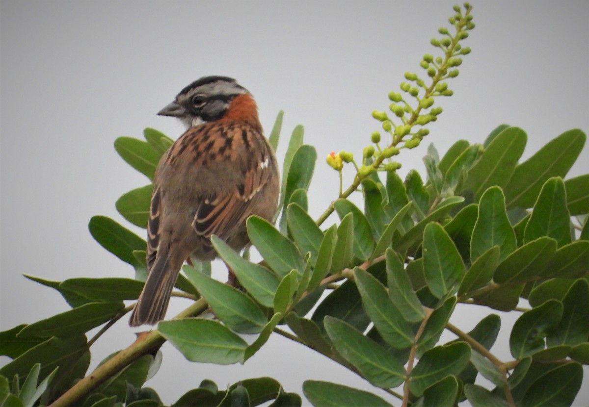 Rufous-collared Sparrow - ML587681241