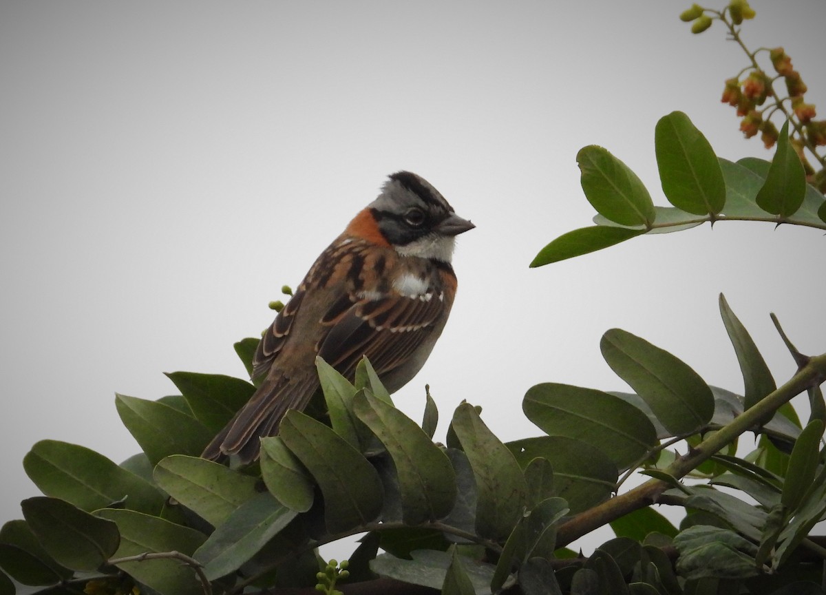 Rufous-collared Sparrow - ML587681311