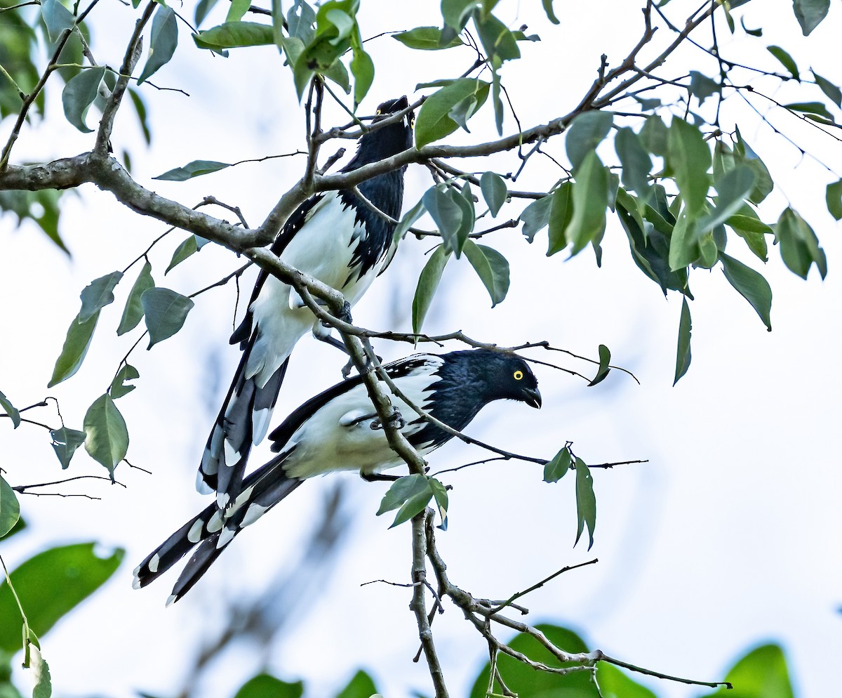 Magpie Tanager - ML587692561