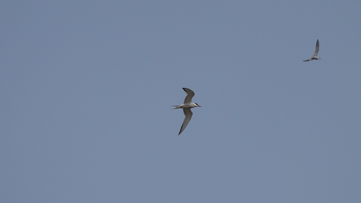 Common Tern - ML587693561