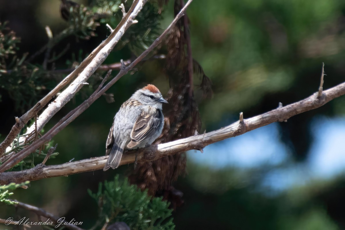 Chipping Sparrow - ML587695061
