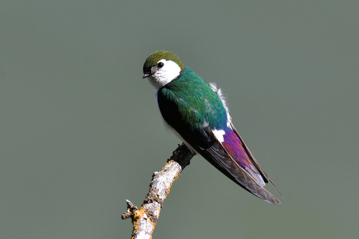 Violet-green Swallow - ML587697361