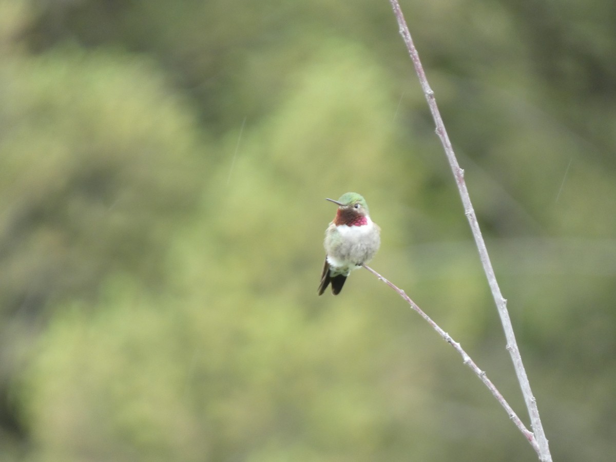 Broad-tailed Hummingbird - ML587697491