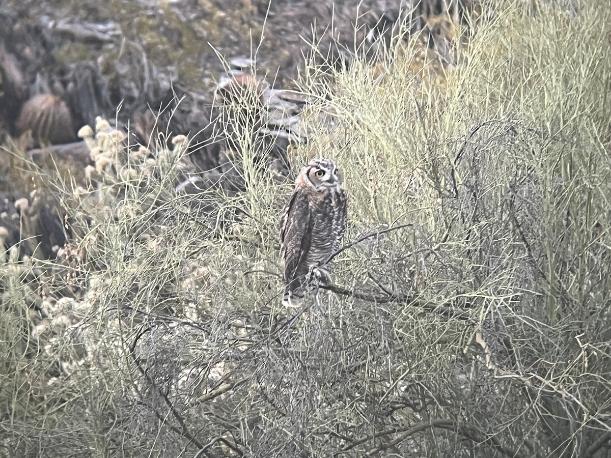 Great Horned Owl - ML587699041
