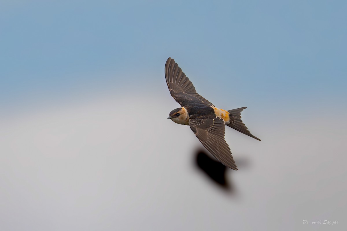 Red-rumped Swallow - ML587703871