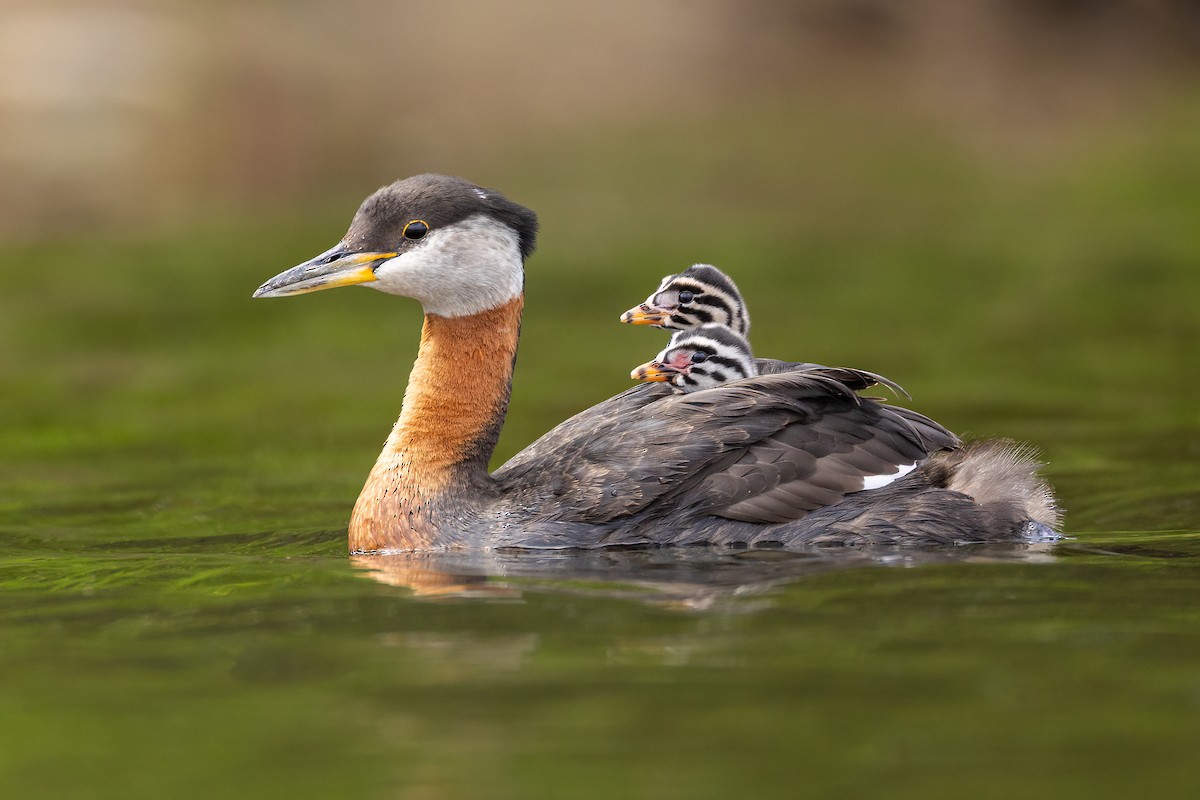 Red-necked Grebe - ML587704381